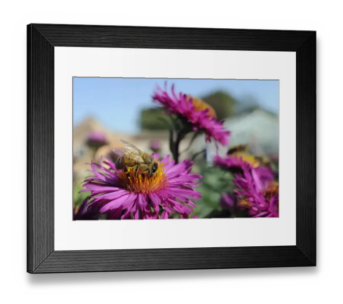 Framed Print : Honey bee (Apis mellifera) foraging on Pink asters (Aster novae-angliae) in garden Framed Print : Honey bee (Apis mellifera) foraging on Pink asters (Aster novae-angliae) in garden