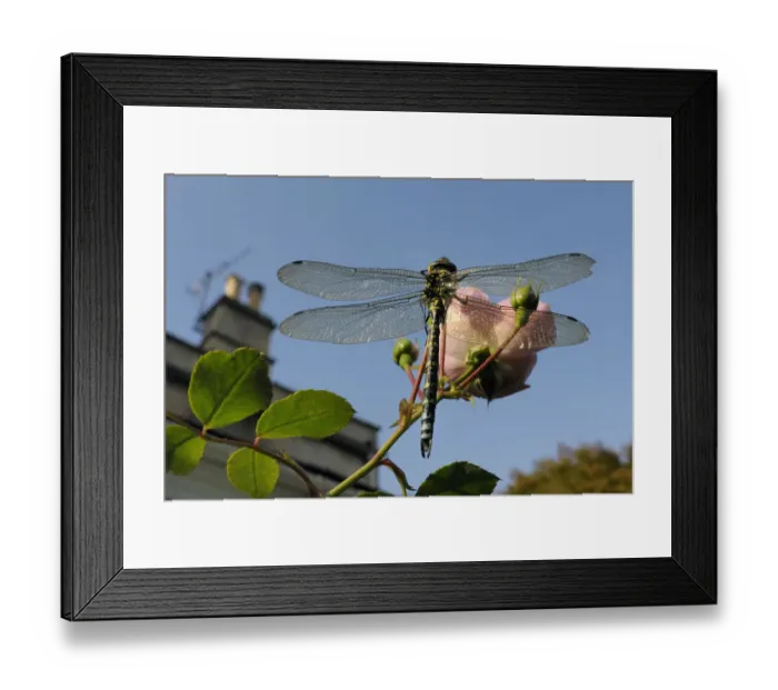 Framed Print : Male Southern hawker dragonfly (Aeshna cyanea) sunning itself on Rose flower (Rosa sp Framed Print : Male Southern hawker dragonfly (Aeshna cyanea) sunning itself on Rose flower (Rosa sp