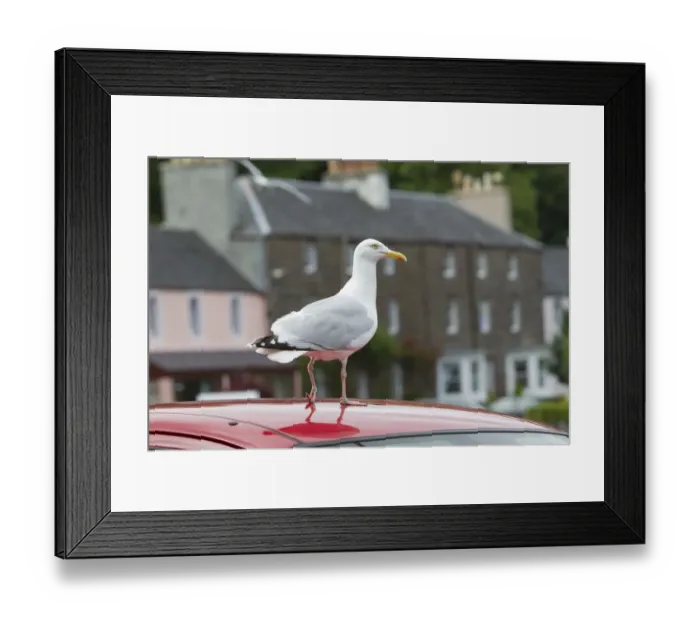 Framed Print : Herring gull (Larus argentatus) standing on the roof of a car, Portree, Skye, Scotland Framed Print : Herring gull (Larus argentatus) standing on the roof of a car, Portree, Skye, Scotland