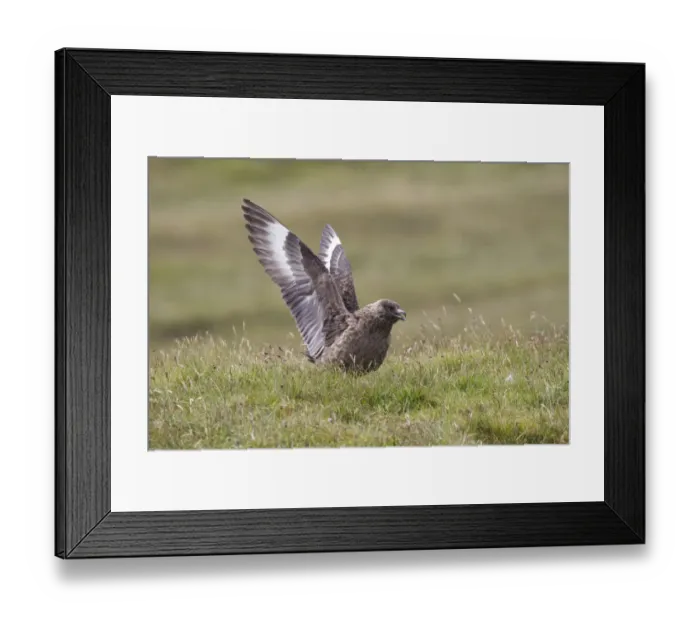 Framed Print : Great skua (Stercorarius skua) displaying, Shetland Isles, Scotland, UK, July Framed Print : Great skua (Stercorarius skua) displaying, Shetland Isles, Scotland, UK, July