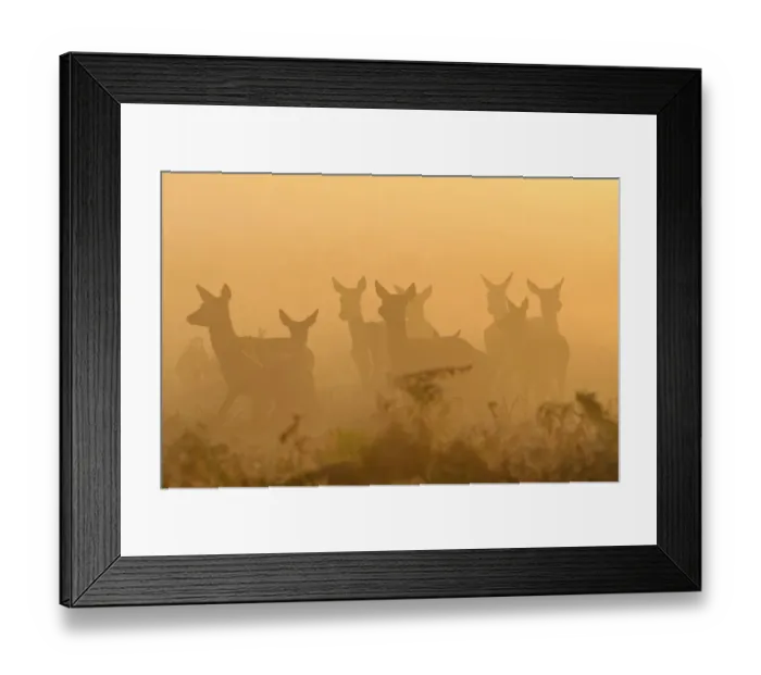 Framed Print : Red deer (Cervus elaphus) hinds in mist at sunrise, Bushy Park, London, UK, October Framed Print : Red deer (Cervus elaphus) hinds in mist at sunrise, Bushy Park, London, UK, October