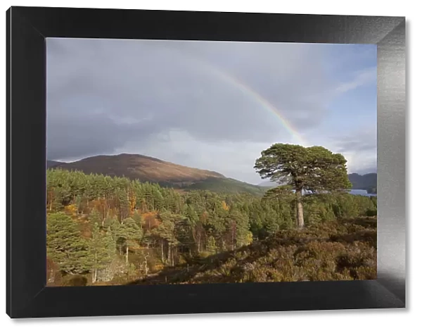 Rainbow over forest of Scots pine (Pinus sylvestris) trees, Glen Affric, Scotland, UK, October 2011