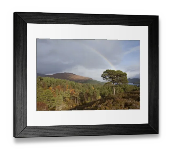 Framed Print : Rainbow over forest of Scots pine (Pinus sylvestris) trees, Glen Affric, Scotland, UK, October 2011 Framed Print : Rainbow over forest of Scots pine (Pinus sylvestris) trees, Glen Affric, Scotland, UK, October 2011