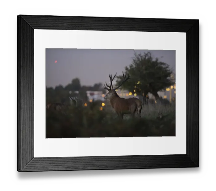 Framed Print : Red deer (Cervus elaphus) at dusk, lights of Roehampton Flats in background, Richmond Park Framed Print : Red deer (Cervus elaphus) at dusk, lights of Roehampton Flats in background, Richmond Park