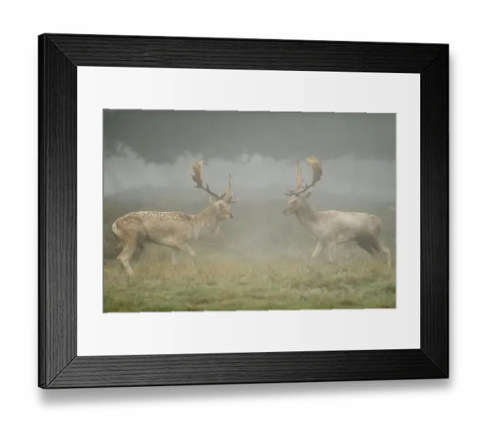 Framed Print : Two Fallow deer (Dama dama) bucks during fight, rutting season, Richmond Park, London Framed Print : Two Fallow deer (Dama dama) bucks during fight, rutting season, Richmond Park, London