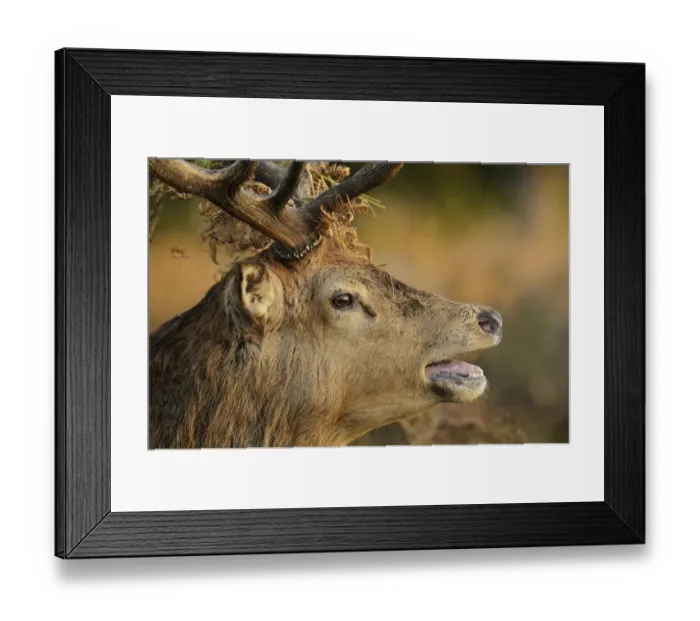 Framed Print : Red deer (Cervus elaphus) stag portrait, bellowing with bracken in antlers, rutting season Framed Print : Red deer (Cervus elaphus) stag portrait, bellowing with bracken in antlers, rutting season
