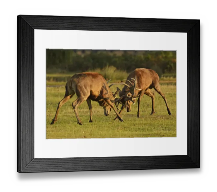 Framed Print : Two Red deer (Cervus elaphus) stags fighting, rutting season, Bushy Park, London Framed Print : Two Red deer (Cervus elaphus) stags fighting, rutting season, Bushy Park, London