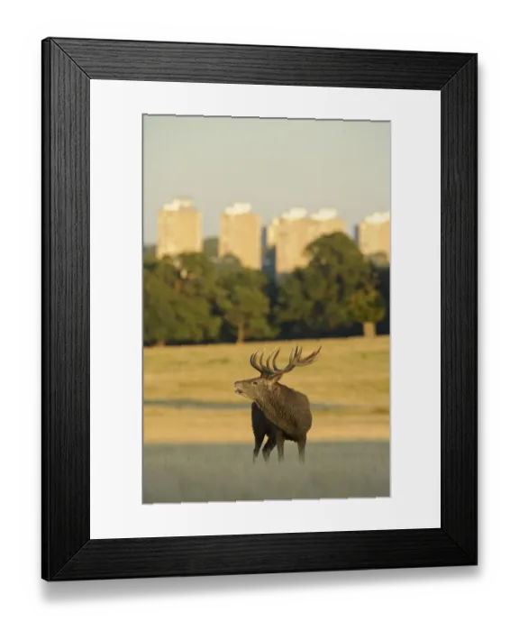 Framed Print : Red deer (Cervus elaphus) stag bellowing, rutting season, Roehampton Flats in background Framed Print : Red deer (Cervus elaphus) stag bellowing, rutting season, Roehampton Flats in background