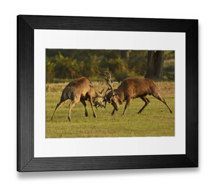 Framed Print : Two Red deer (Cervus elaphus) stags fighting, rutting season, Bushy Park, London Framed Print : Two Red deer (Cervus elaphus) stags fighting, rutting season, Bushy Park, London