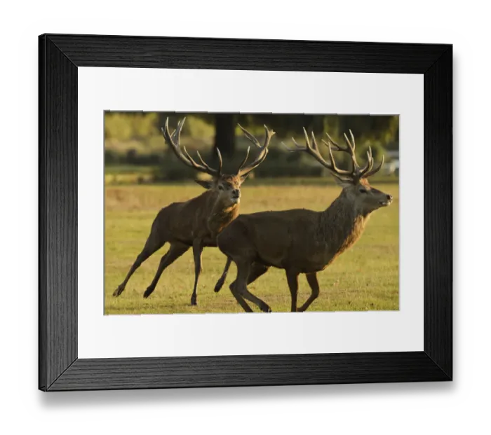 Framed Print : Red deer (Cervus elaphus) stag chasing another during a fight, rutting season, Bushy Park Framed Print : Red deer (Cervus elaphus) stag chasing another during a fight, rutting season, Bushy Park