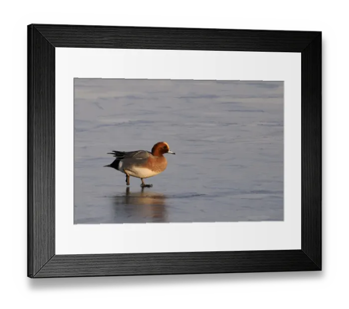 Framed Print : Wigeon (Anas penelope) drake walking on frozen flooded marshland in winter sunshine Framed Print : Wigeon (Anas penelope) drake walking on frozen flooded marshland in winter sunshine