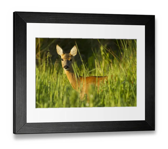 Framed Print : Portrait of a Roe deer (Capreolus capreolus) doe in rough grassland in summer, Scotland Framed Print : Portrait of a Roe deer (Capreolus capreolus) doe in rough grassland in summer, Scotland