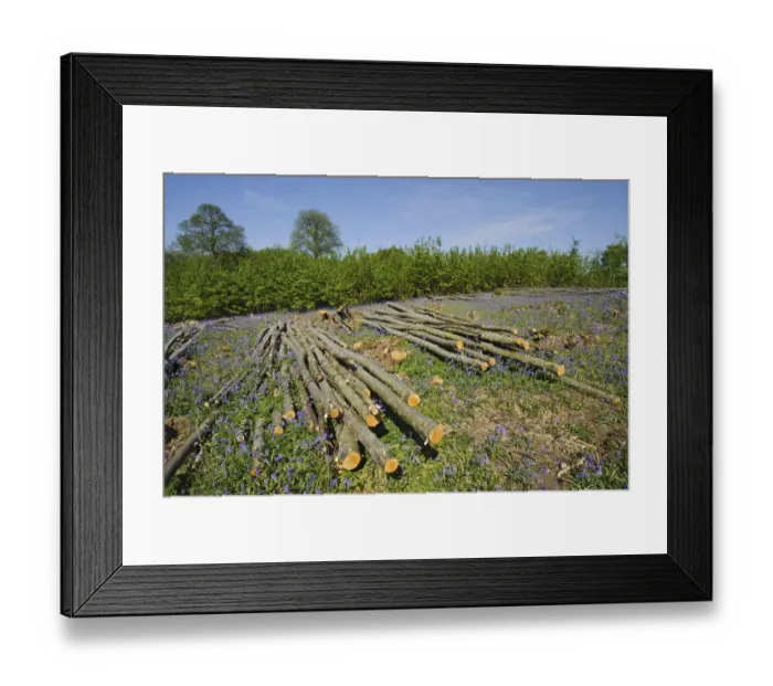 Framed Print : Hazel dormouse (Muscardinus avellanarius), Chestnut coppice and Bluebells (Hyacinthoides Framed Print : Hazel dormouse (Muscardinus avellanarius), Chestnut coppice and Bluebells (Hyacinthoides