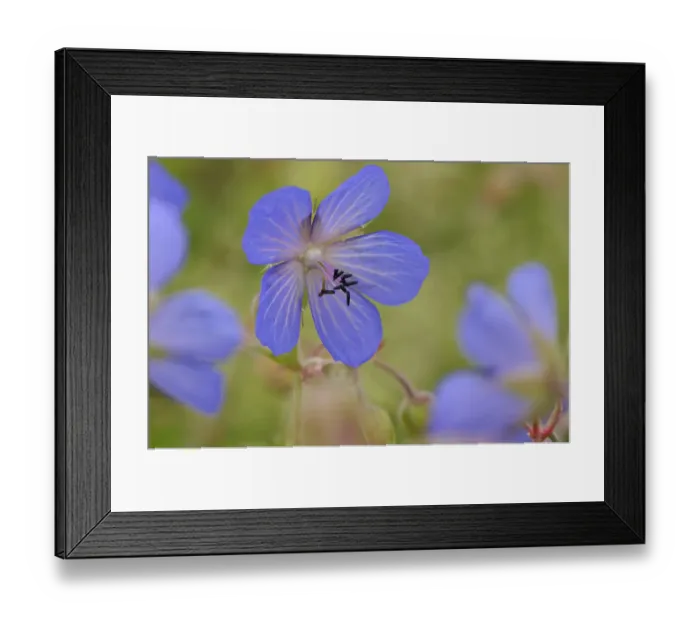Framed Print : Meadow cranesbill (Geranium pratense)flowering in a herb rich conservation margin Framed Print : Meadow cranesbill (Geranium pratense)flowering in a herb rich conservation margin