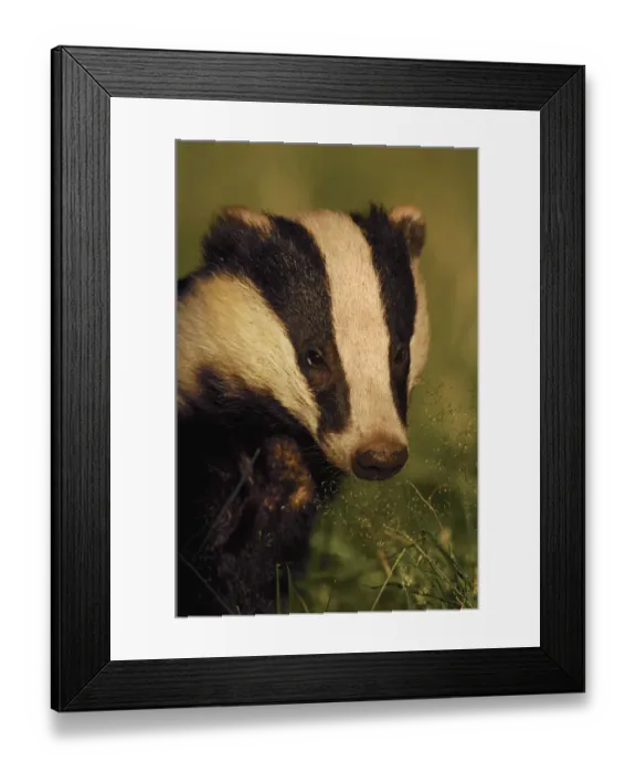 Framed Print : Portrait of an adult Badger (Meles meles), Derbyshire, UK Framed Print : Portrait of an adult Badger (Meles meles), Derbyshire, UK