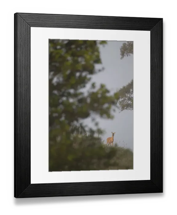 Framed Print : Roe deer (Capreolus capreolus) doe in woodland clearing, seen in distance through foliage Framed Print : Roe deer (Capreolus capreolus) doe in woodland clearing, seen in distance through foliage