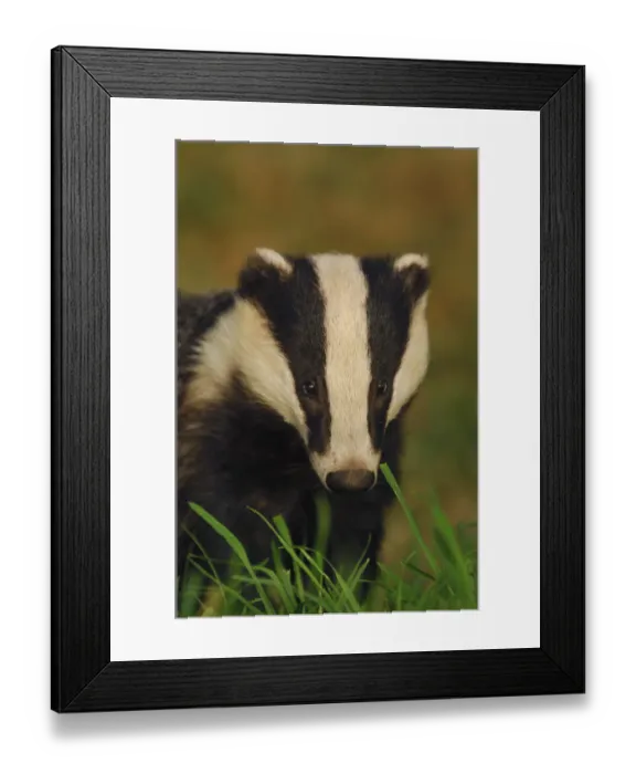 Framed Print : Portrait of an adult Badger (Meles meles), Derbyshire, UK Framed Print : Portrait of an adult Badger (Meles meles), Derbyshire, UK