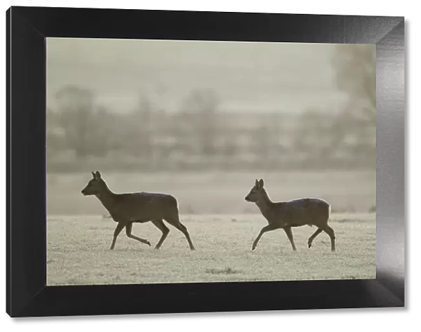 Two Roe deer (Capreolus capreolus) walking across a frosty field, Scotland, UK, November