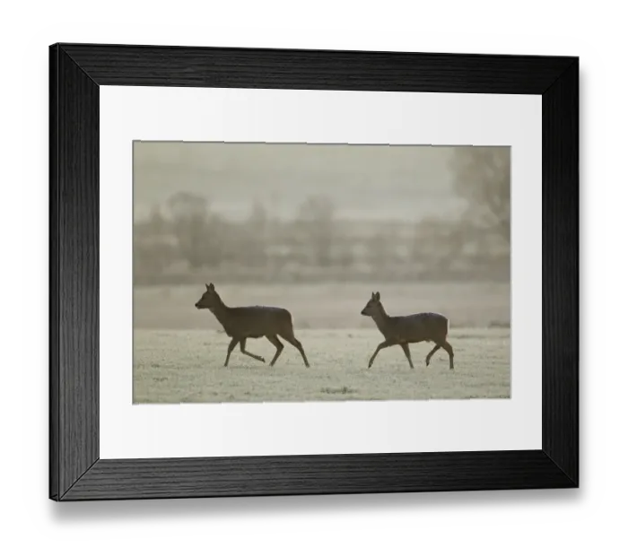 Framed Print : Two Roe deer (Capreolus capreolus) walking across a frosty field, Scotland, UK, November