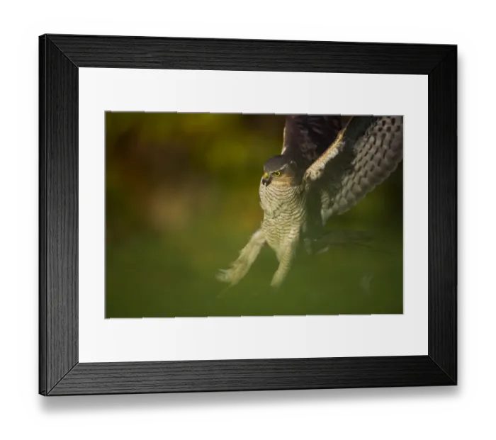 Framed Print : An adult female Sparrowhawk (Accipiter nisus) landing on a collared dove kill in a garden Framed Print : An adult female Sparrowhawk (Accipiter nisus) landing on a collared dove kill in a garden
