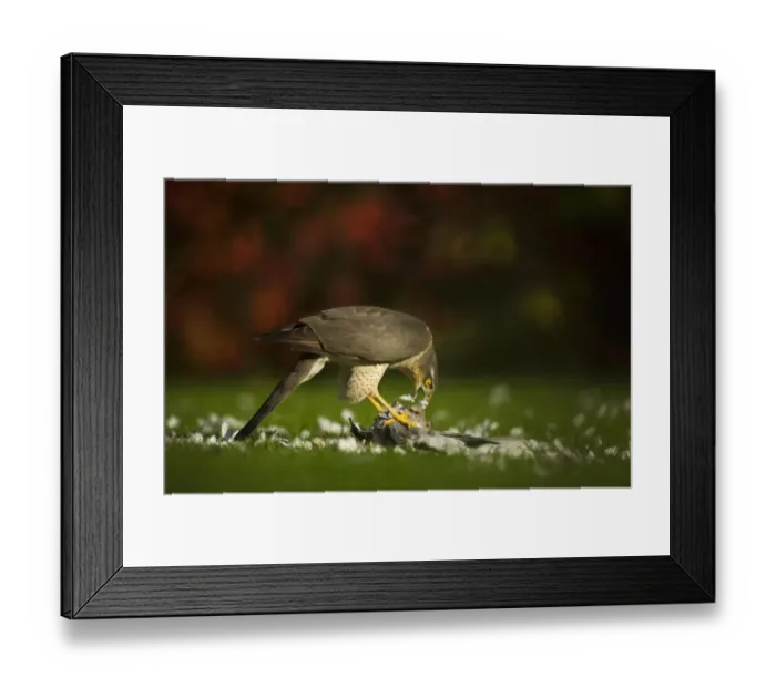 Framed Print : Adult female Sparrowhawk (Accipiter nisus) feeding on a collared dove kill in a garden Framed Print : Adult female Sparrowhawk (Accipiter nisus) feeding on a collared dove kill in a garden