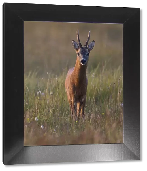 Portrait of a male Roe deer (Capreolus capreolus) in a meadow, Cairngorms NP, Scotland
