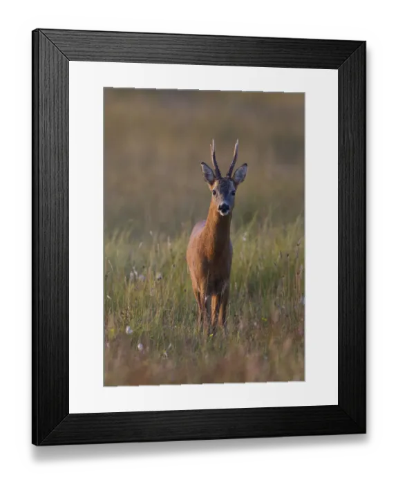 Framed Print : Portrait of a male Roe deer (Capreolus capreolus) in a meadow, Cairngorms NP, Scotland Framed Print : Portrait of a male Roe deer (Capreolus capreolus) in a meadow, Cairngorms NP, Scotland