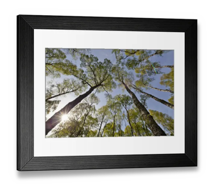 Framed Print : View looking up to Silver birch (Betula pendula) canopy in Spring, Craigellachie NNR Framed Print : View looking up to Silver birch (Betula pendula) canopy in Spring, Craigellachie NNR