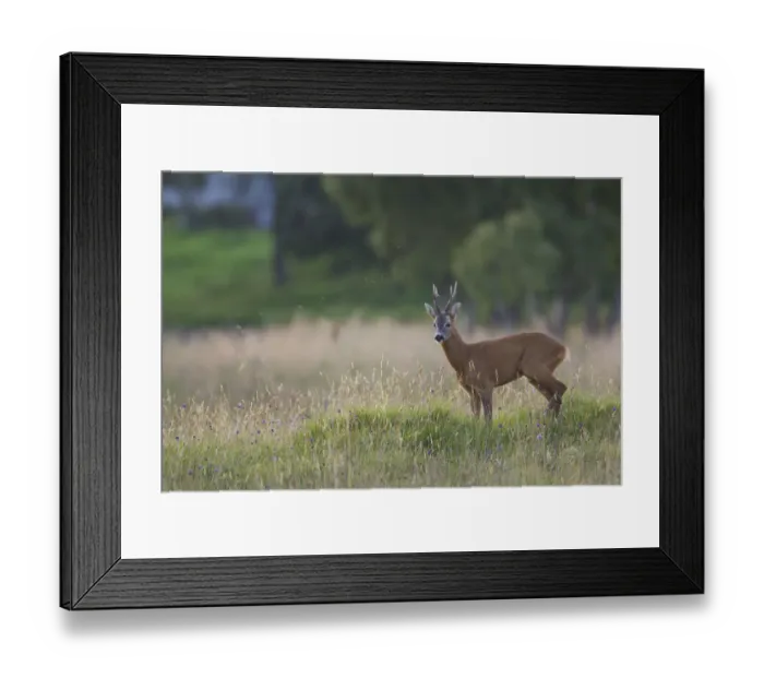 Framed Print : Roe deer (Capreolus capreolus) buck in a meadow in summer, Cairngorms NP, Scotland Framed Print : Roe deer (Capreolus capreolus) buck in a meadow in summer, Cairngorms NP, Scotland