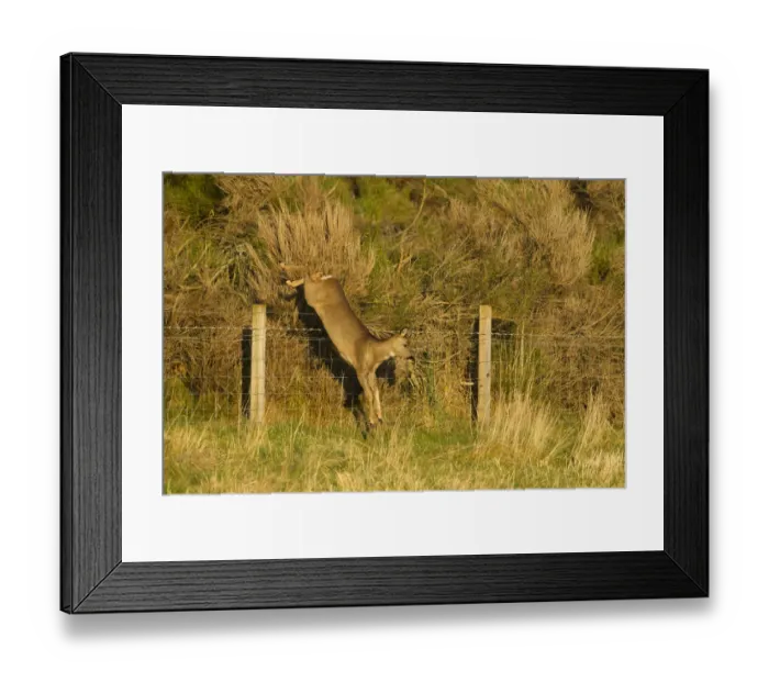 Framed Print : Roe deer (Capreolus capreolus) doe jumping stock fence, Scotland, UK, November 2011 Framed Print : Roe deer (Capreolus capreolus) doe jumping stock fence, Scotland, UK, November 2011