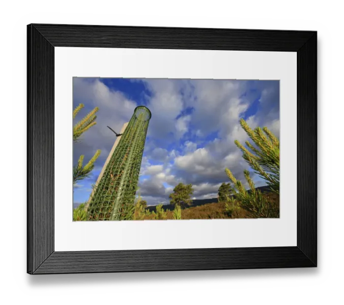 Framed Print : Scots pine sapling (Pinus sylvestris) with protective tree guard to prevent grazing by deer Framed Print : Scots pine sapling (Pinus sylvestris) with protective tree guard to prevent grazing by deer