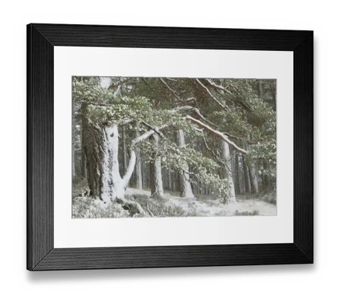 Framed Print : Scots pine (Pinus sylvestris) woodland in winter, Abernethy NNR, Cairngorms NP, Scotland Framed Print : Scots pine (Pinus sylvestris) woodland in winter, Abernethy NNR, Cairngorms NP, Scotland