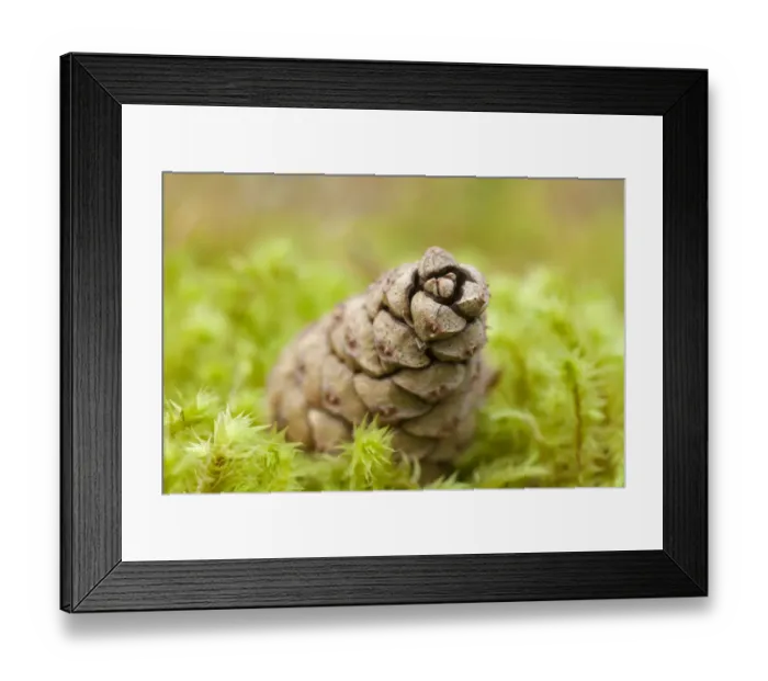 Framed Print : Detail of Scots pine (Pinus sylvestris) cone on moss, Abernethy Forest, Cairngorms NP