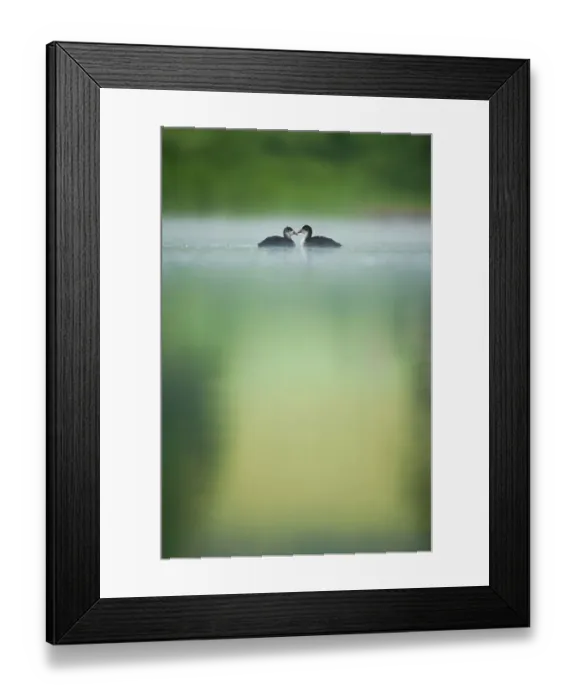 Framed Print : Two young Coots (Fulica atra) on a still lake at dawn, Derbyshire, England, UK, June 2010 Framed Print : Two young Coots (Fulica atra) on a still lake at dawn, Derbyshire, England, UK, June 2010