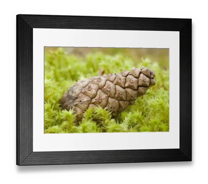 Framed Print : Detail of Scots pine (Pinus sylvestris) cone on moss, Abernethy Forest, Cairngorms NP