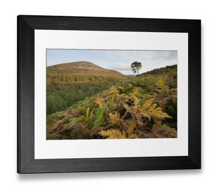 Framed Print : Scots pine forest extending up to natural tree line, with bracken (Pteridium aquilinum) Framed Print : Scots pine forest extending up to natural tree line, with bracken (Pteridium aquilinum)