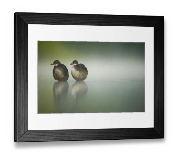 Framed Print : Two young Coots (Fulica atra) standing together in shallow water, Derbyshire, England Framed Print : Two young Coots (Fulica atra) standing together in shallow water, Derbyshire, England