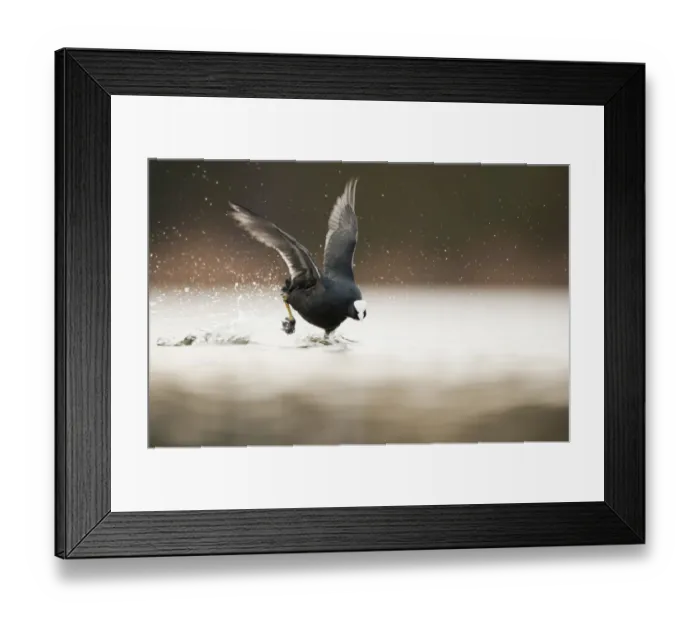 Framed Print : Adult Coot (Fulica atra) running on the surface of a lake, Derbyshire, England, UK, March 2010 Framed Print : Adult Coot (Fulica atra) running on the surface of a lake, Derbyshire, England, UK, March 2010