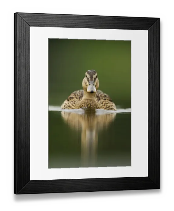 Framed Print : A sub-adult female Mallard (Anas platyrhynchos) swimming on a still lake, Derbyshire Framed Print : A sub-adult female Mallard (Anas platyrhynchos) swimming on a still lake, Derbyshire