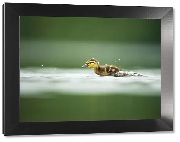 A Mallard (Anas platyrhynchos) duckling scurries across the surface of a lake, Derbyshire, England, UK, June