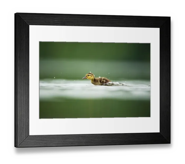 Framed Print : A Mallard (Anas platyrhynchos) duckling scurries across the surface of a lake, Derbyshire, England, UK, June Framed Print : A Mallard (Anas platyrhynchos) duckling scurries across the surface of a lake, Derbyshire, England, UK, June