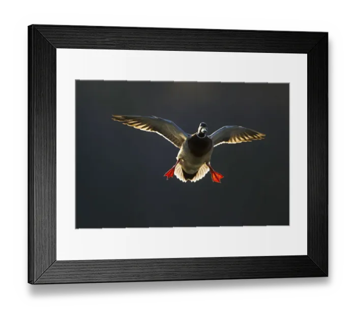 Framed Print : An adult male Mallard (Anas platyrhynchos) comes in to land, backlit by evening sunlight Framed Print : An adult male Mallard (Anas platyrhynchos) comes in to land, backlit by evening sunlight