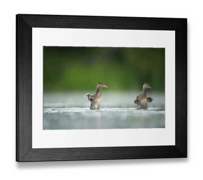 Framed Print : Two Mallard (Anas platyrhynchos) ducklings standing up to shake their wings after bathing