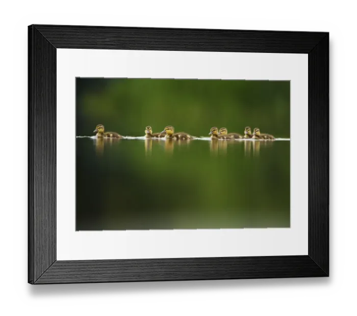 Framed Print : A line of Mallard (Anas platyrhynchos) ducklings swimming on a still lake, Derbyshire Framed Print : A line of Mallard (Anas platyrhynchos) ducklings swimming on a still lake, Derbyshire