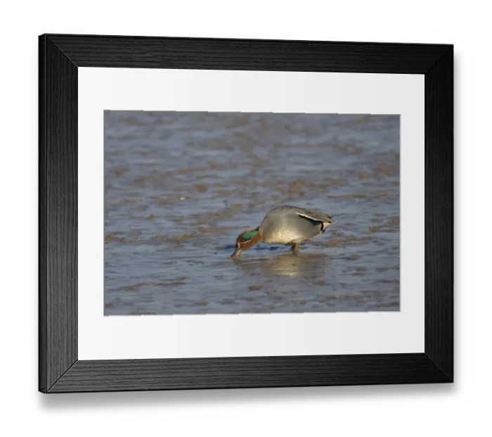 Framed Print : Common teal (Anas crecca) drake feeding on mudflats, The Wash, Norfolk, England, UK Framed Print : Common teal (Anas crecca) drake feeding on mudflats, The Wash, Norfolk, England, UK