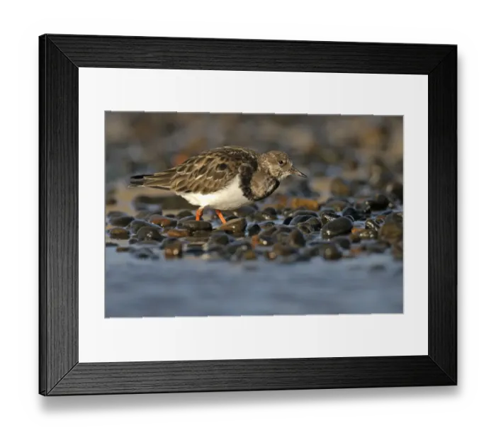 Framed Print : Ruddy turnstone (Arenaria interpres) feeding on shingle beach, Norfolk, England, UK, November Framed Print : Ruddy turnstone (Arenaria interpres) feeding on shingle beach, Norfolk, England, UK, November