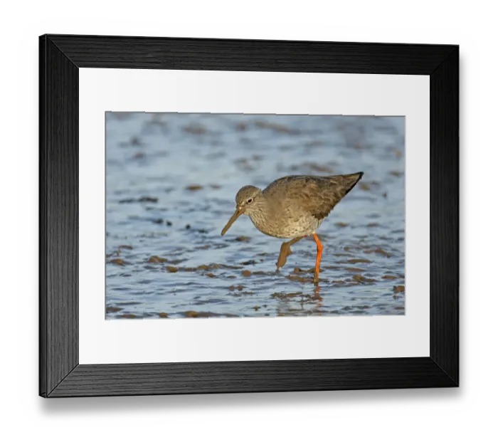 Framed Print : Common redshank (Tringa totanus) in winter plumage, feeding on mudflats, The Wash Framed Print : Common redshank (Tringa totanus) in winter plumage, feeding on mudflats, The Wash
