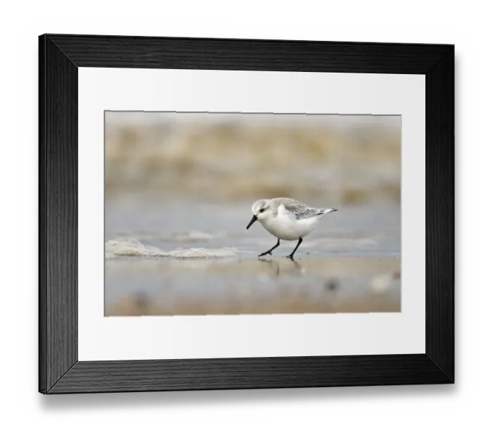 Framed Print : Sanderling (Calidris alba) in winter plumage feeding on tideline, The Wash, Norfolk, March Framed Print : Sanderling (Calidris alba) in winter plumage feeding on tideline, The Wash, Norfolk, March