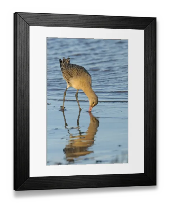 Framed Print : Black-tailed godwit (Limosa limosa) adult in winter plumage feeding on mudflats, The Wash Framed Print : Black-tailed godwit (Limosa limosa) adult in winter plumage feeding on mudflats, The Wash
