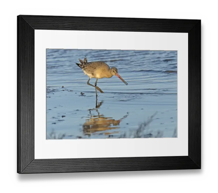Framed Print : Black-tailed godwit (Limosa limosa) adult in winter plumage feeding on mudflats, The Wash Framed Print : Black-tailed godwit (Limosa limosa) adult in winter plumage feeding on mudflats, The Wash